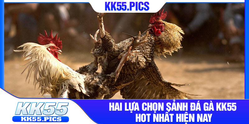 Hai lựa chọn sảnh đá gà KK55 hot nhất hiện nay